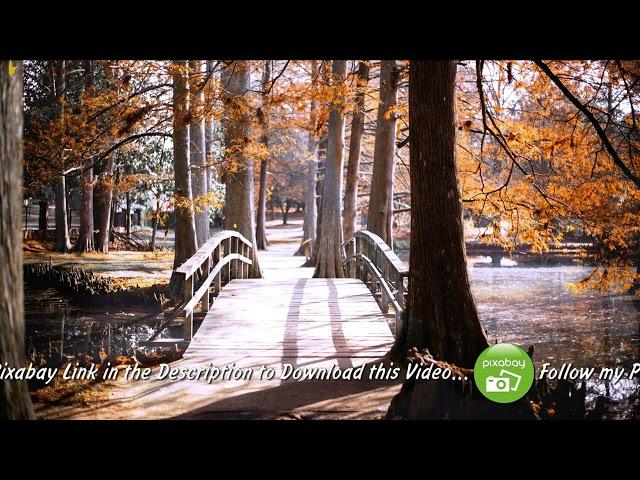 Free 4K Nature Autumn background Ambience of a Creek, Footbridge, Leaves Falling, Bright Sunlight