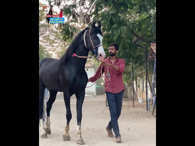 #horse #stallion_pruthviraj #horselover Mr. કણબી  500 Patan Mitul Patel 9824231927 Karan Asav Farm