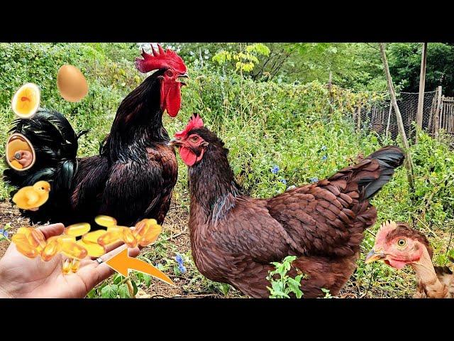 Ômega-3 na dieta das galinhas Matrizes