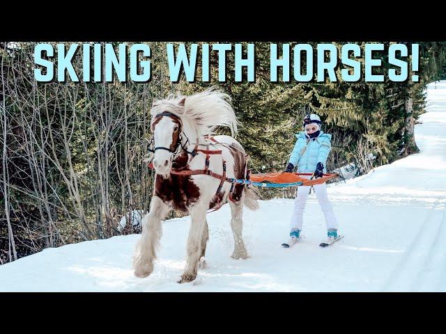 SKIING WITH HORSES!!! SKIJORING - THE EXTREME WINTER EQUESTRIAN SPORT!