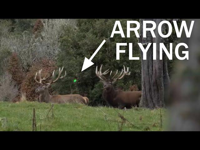 CAN'T BELIEVE THIS HAPPENED BOWHUNTING MEGA Deer