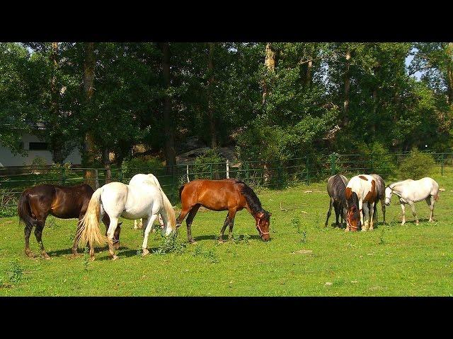 Caballos y vacas en Valonsadero