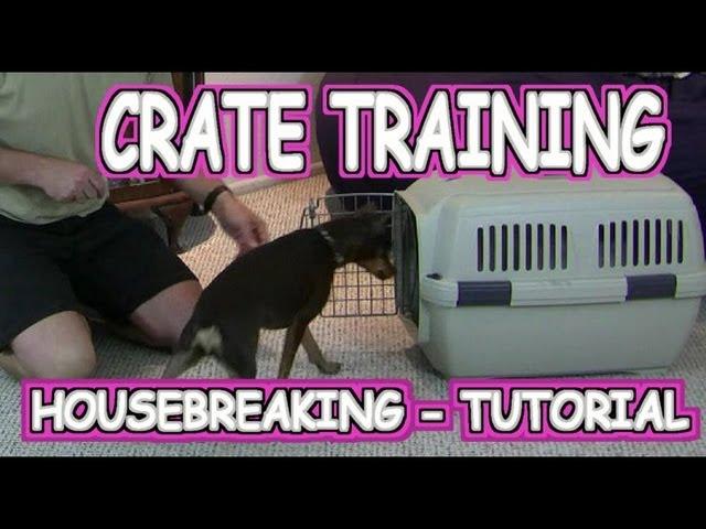 Crate Training a Puppy / Housebreaking - Tutorial