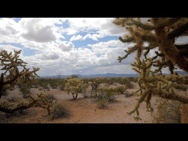 Sonoran Desert April 2021