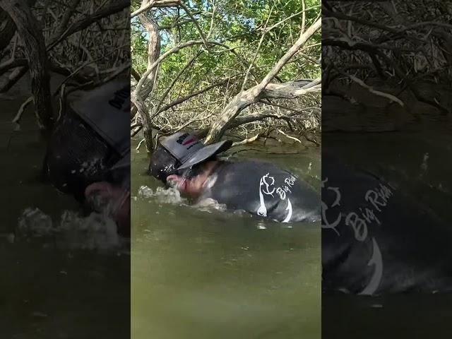 Tree had a Huge catfish in it!