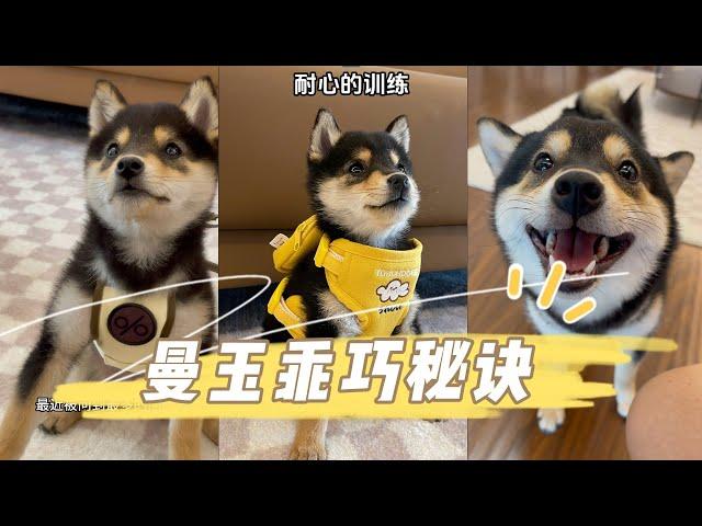 曼玉manyu为什么那么乖？#柴犬 #豆柴 #抖音 #柴犬可愛い