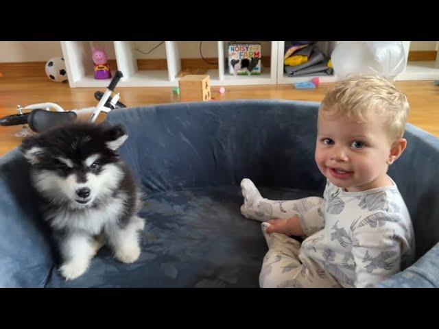 Adorable Baby Boy And Malamute Puppy Play Rough Together! (Cutest Ever!!)