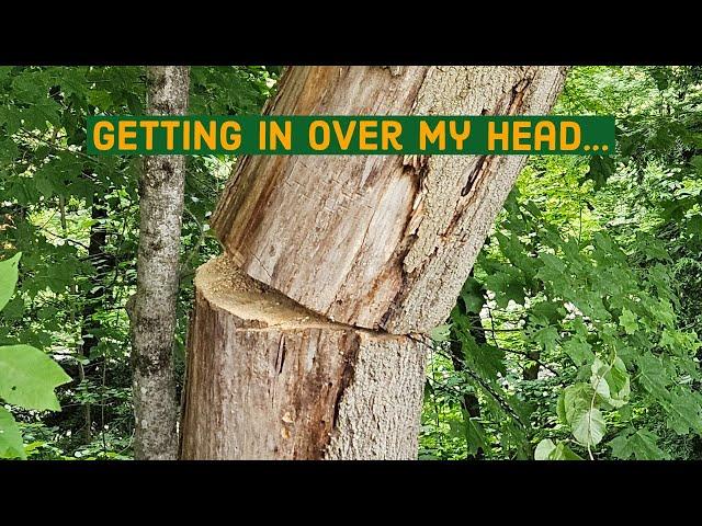 The tree saga of 2024 part 1: getting in over my head