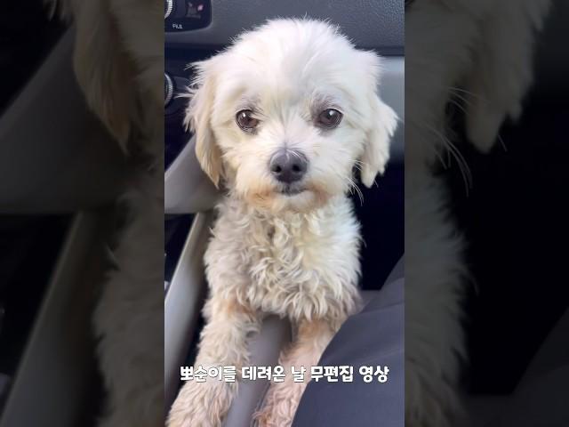뽀순이를 데려온 날 무편집 영상 1