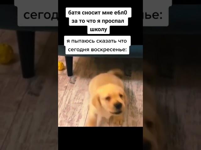 мемас из ТикТока#смешно #весело #жиза #прикол #ржака #смех #шутки #угар #юмор #shorts