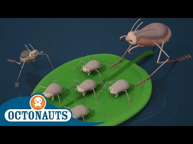 Octonauts - The Amazing Water Skaters | Compilation | Cartoons for Kids