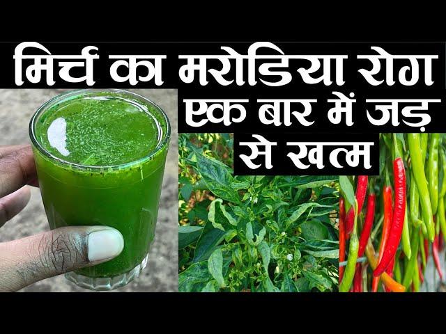 मिर्च का मरोडिया रोग एक बार में जड़ से खत्म | Mirch Ka Marodia Kaise Dur Karen | Leaf Curl