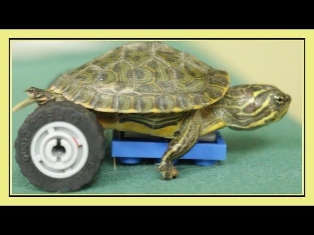 Turtle Prosthetic Made from LEGO