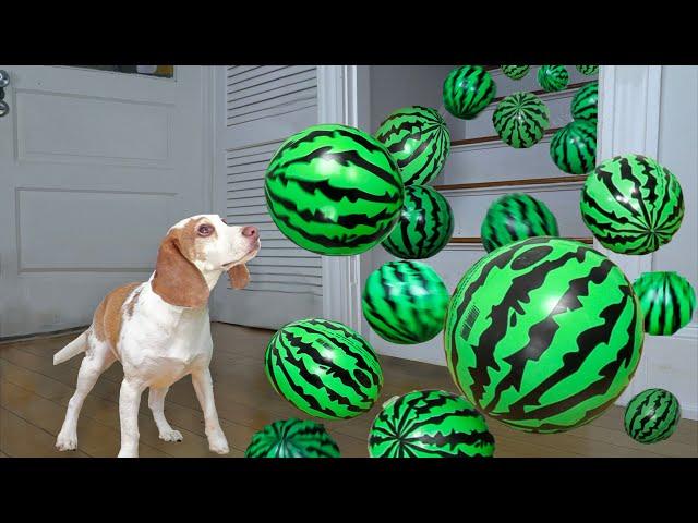 Dog Surprised by Watermelon Shower! Cute Dog Indie Gets GIANT Watermelon Surprise!