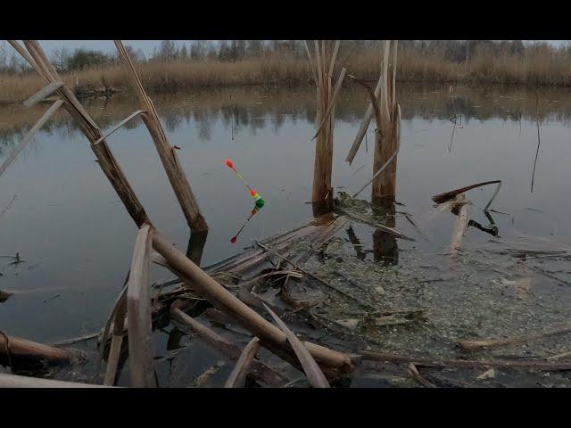 БОЛОТНЫЕ МОНСТРЫ утаскивают ПОПЛАВОК ! Рыбалка на огромных КАРАСЕЙ в апреле !!