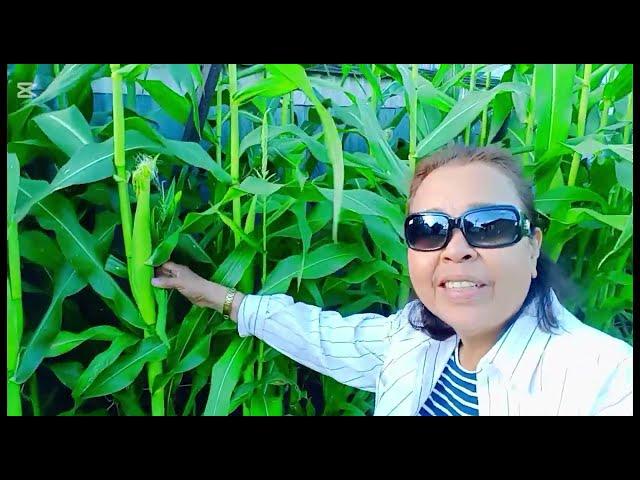 MY RELAXING BACKYARD GARDEN | BEFORE & AFTER MAKE ME PROUD MY SWEET CORN  ️