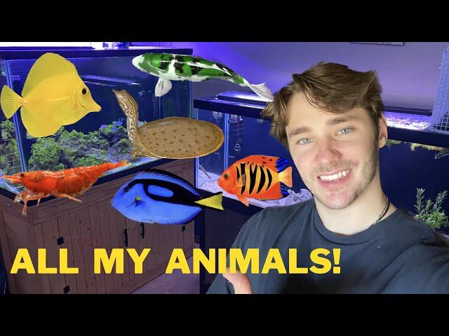 ALL MY ANIMALS IN ONE VIDEO!