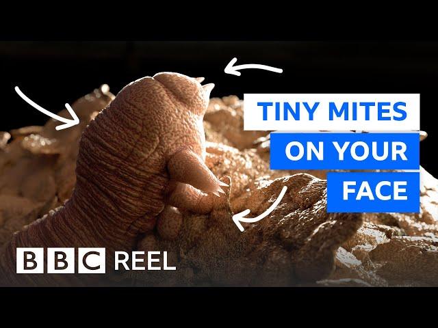 There are thousands of mites living on your face – BBC REEL