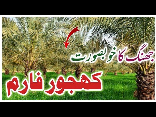 Jhang Dates farm Vlog l Khajoor Ka Farm In Punjan Pakistan l Dates Garden in Puntab Pakistan Jhang 