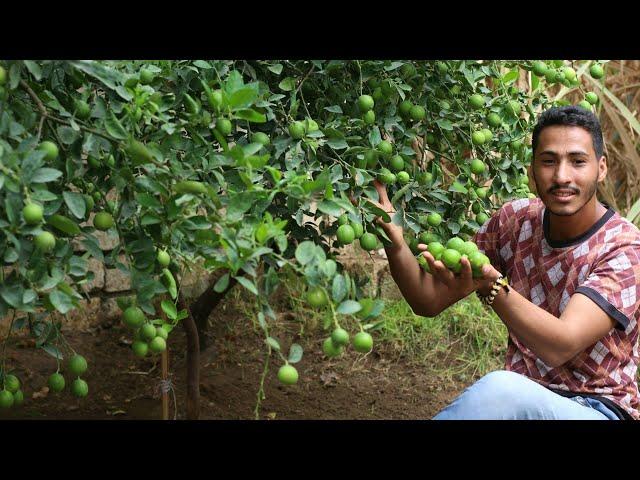 خلاصة ٥ سنين |سر زراعة الليمون |لو عايز طرح غزير زي دا في حديقتك ومزرعتك|How to grow lemon