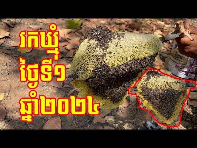 រកទឹកឃ្មុំនៅរដូវប្រាំង - Finding Wild Honey Bees in Cambodia