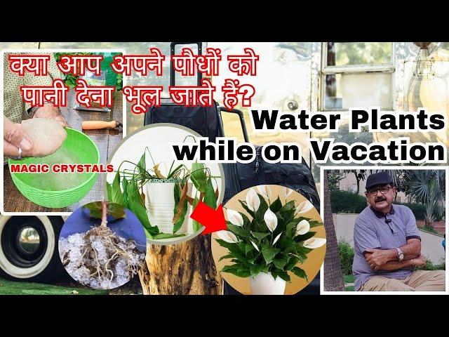 पौधों को पानी देना भूल गए? Away on Vacation? Here's How to Save Your Plants!