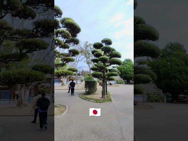 Wow   Japan  clean & clear #travel #adventure #2024 #trending #nature #shorts #shortvideo #fyp