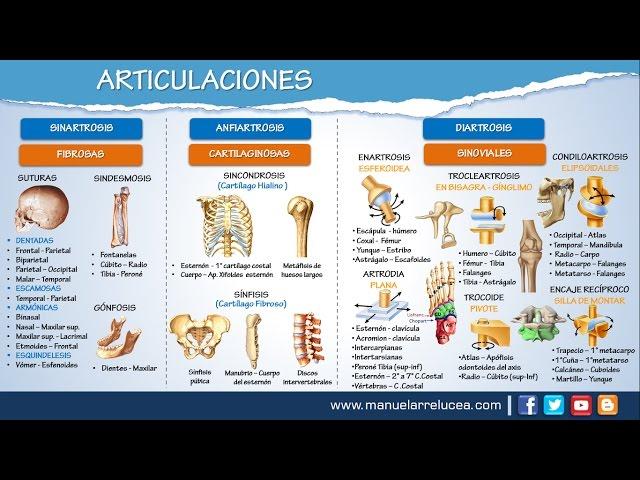 ARTICULACIONES || Morfofisiología