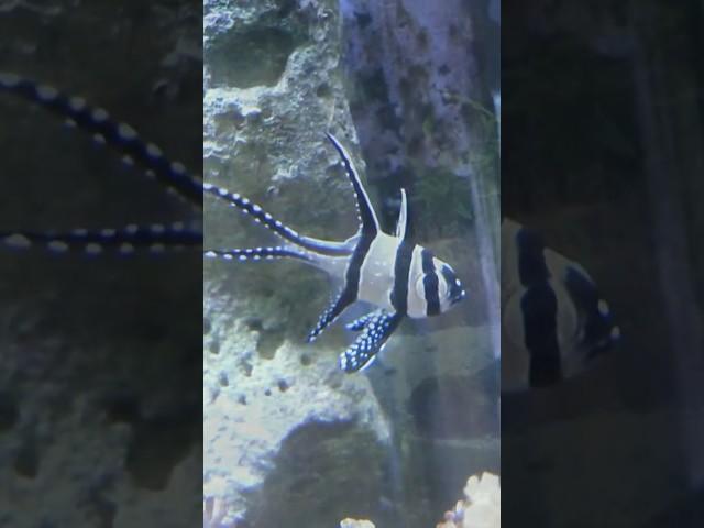 Fantastic Underwater World