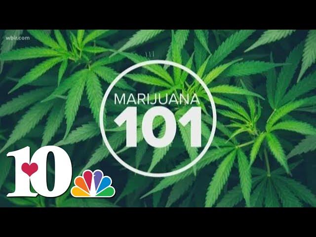 Telling the Difference: Marijuana, Hemp and CBD