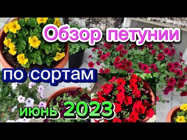 Обзор петунии по сортам. Июнь 2023г.Воронежская область.