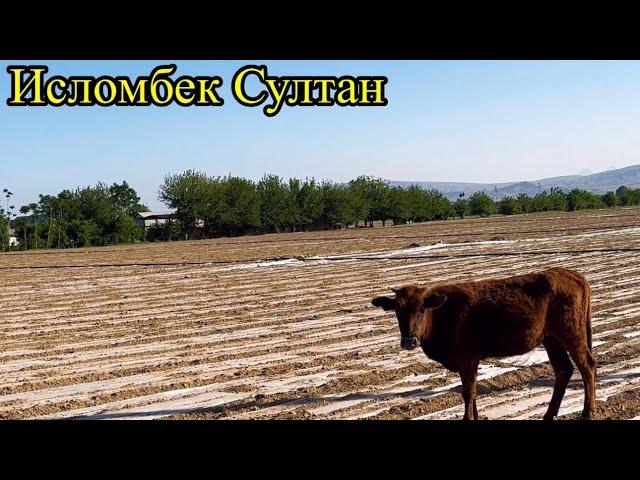 1- Сар Гуножин Аз Кух хамбида омадаст Сохибша ёфтан лозим аст 2025 г.