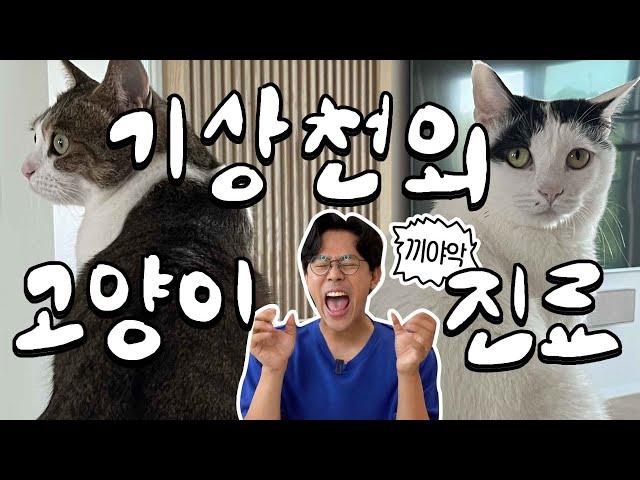 A shocking and scary cat treatment stories by vet Kim Myeong Cheol!