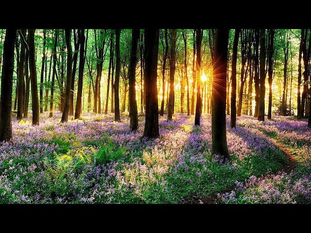 Beautiful Relaxing Music for Stress Relief ~ Calming Music ~ Meditation, Relaxation, Sleep, Spa