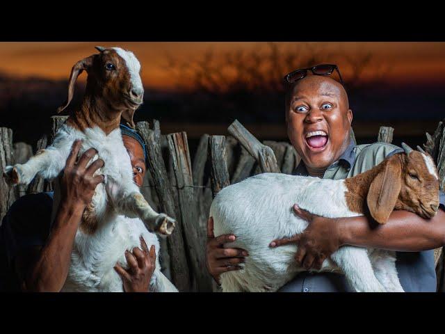 4 proven ways to make money in Goat farming