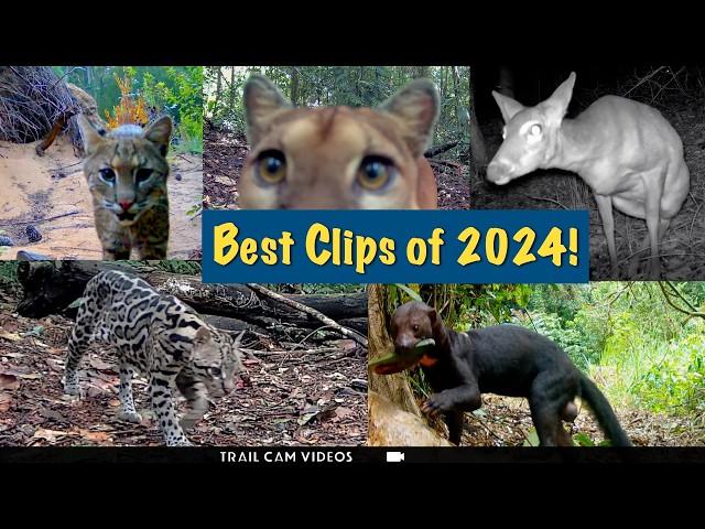 Our Very BEST Trail Camera Videos of 2024! Jungle & Swamp Wildlife