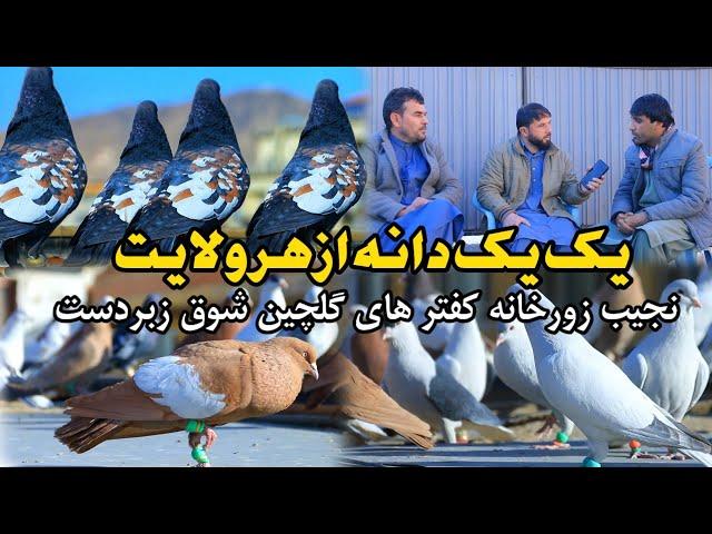 یک یک کفتر از هر ولایت | نجيب زورخانه کفتر های گلچین شوق  Most colorful & Famous Afghanistan pigeons