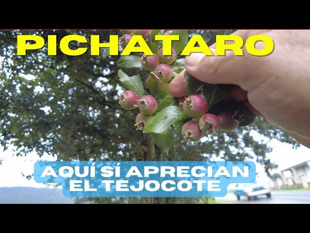 🟡 El Tejocote: El Árbol Que a Nadie le Importa… ¡Hasta Que Llega la Navidad!