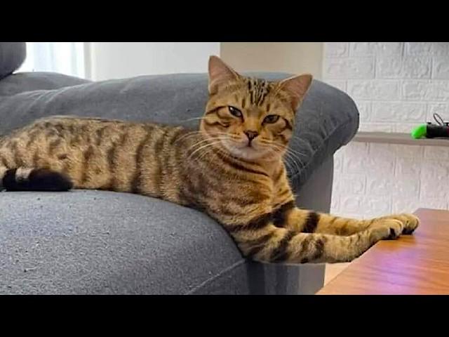 Silly and Funny Cats 2024 Funny Cat Videos − Funny Cats