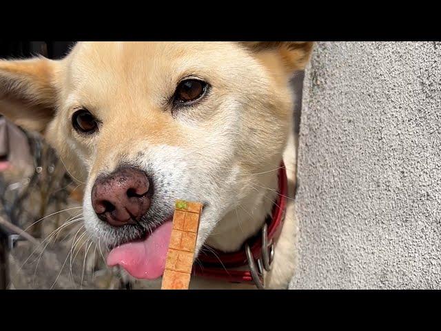 おやつかナデナデかで1度迷う犬