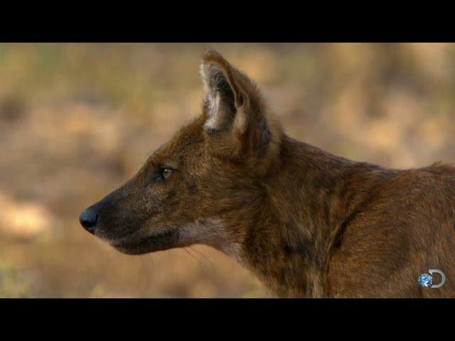 Tiger vs a Pack of Wild Dogs