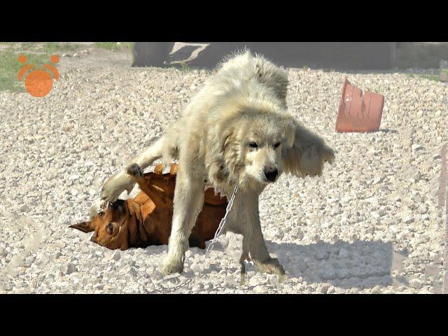 Big Boy Dog Drags Girl Dog with His WHAT?!? Also a Chained Starving Dog Rescued in Detroit