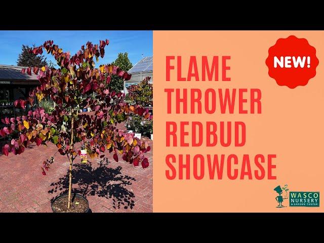 NEW PLANT: Flame Thrower Redbud