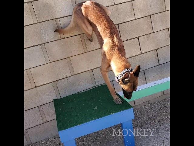 Just Monkey the dog! parkour