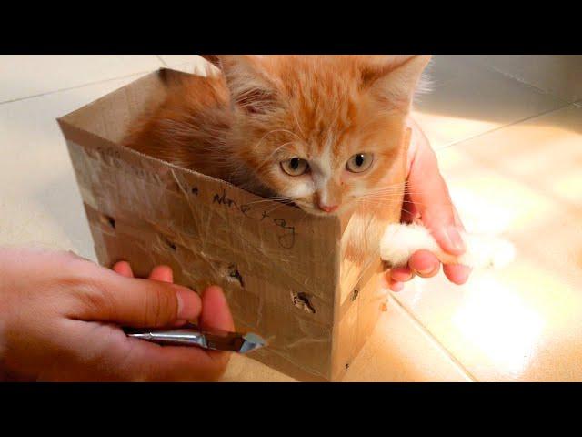 Cutting a Cat's toenails is really a difficult job | Luckily my Kitten is a very brave Cat