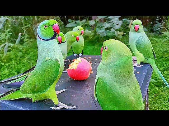 Amazing Parrot Talking Video