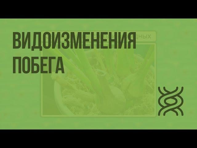 Видоизменения побега. Видеоурок по биологии 6 класс