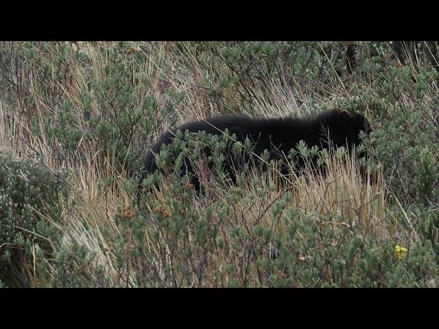 Tropical Birding's Enigmatic Wildlife - Spectacled Bear in Ecuador by Jose Illanes