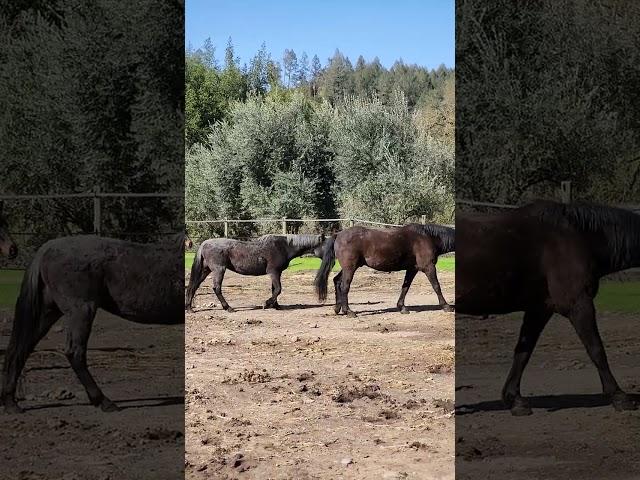 A New Chapter for Heart of Gold Sanctuary