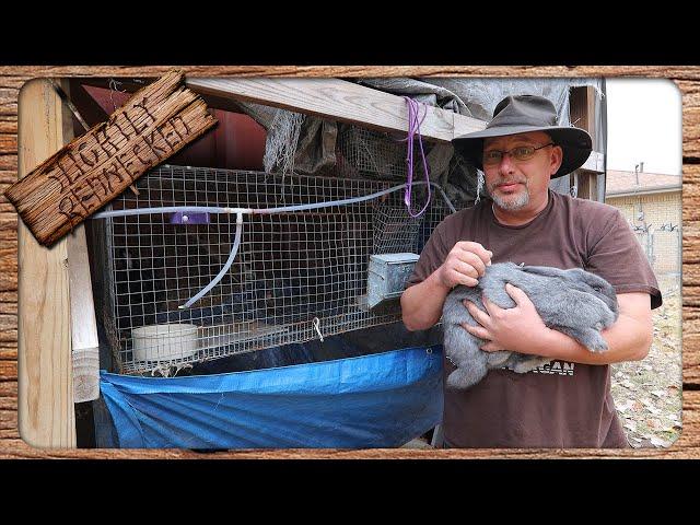 Raising Meat Rabbits For Beginners